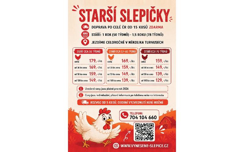 Aktuality - Starší slepice